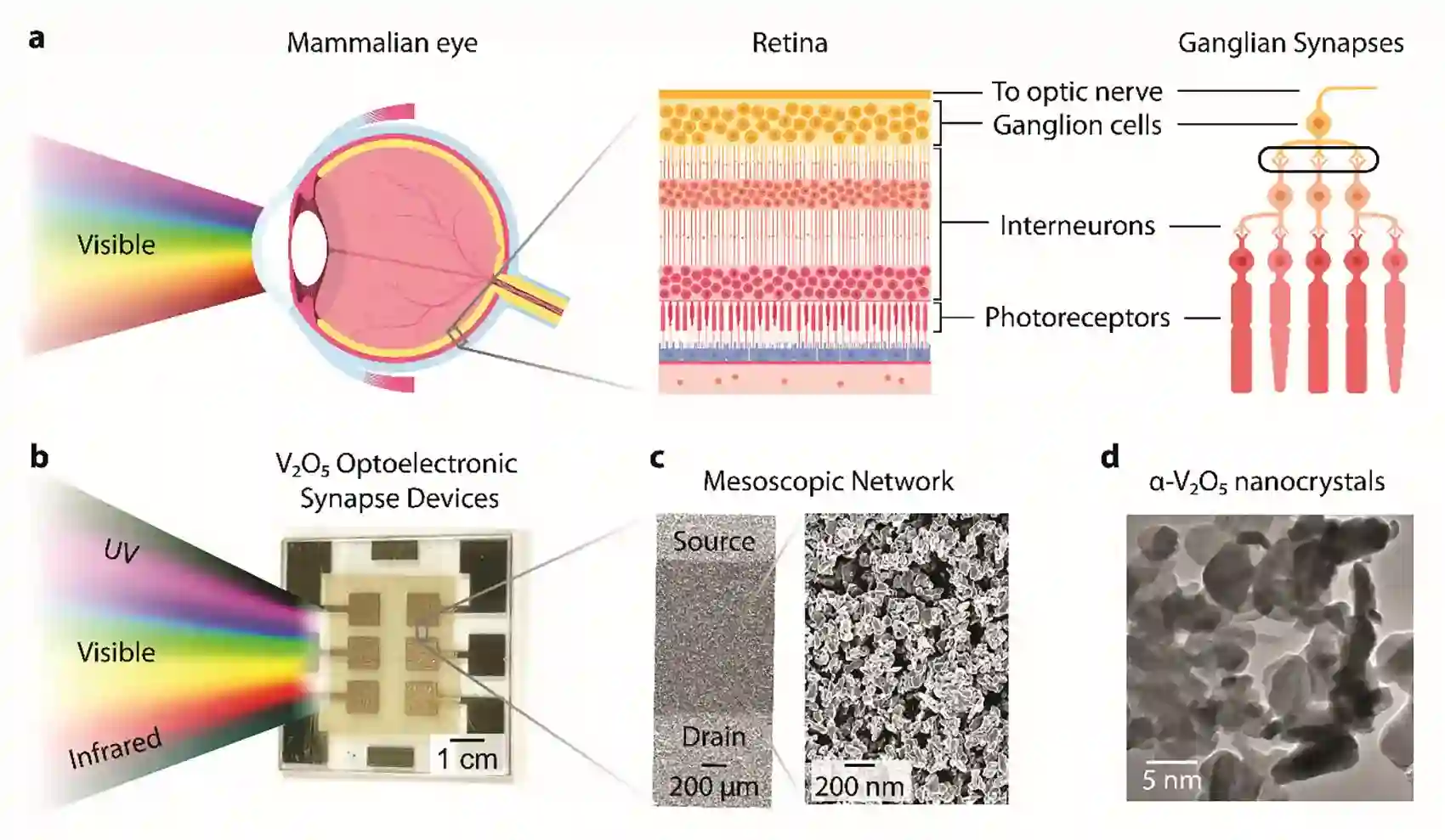 Materiali con memoria di forma: nuove scoperte sui cristalli